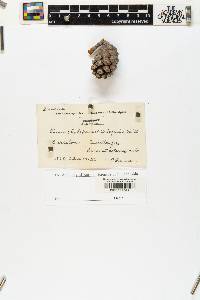 Pinus halepensis image