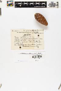 Pinus halepensis image
