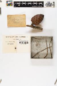 Pinus halepensis image
