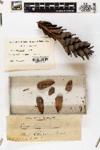 Pinus hartwegii image