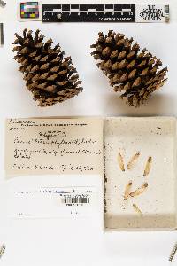 Pinus heterophylla image
