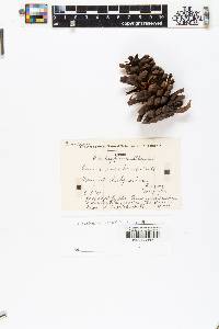 Pinus kesiya image