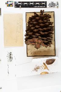 Pinus jeffreyi image