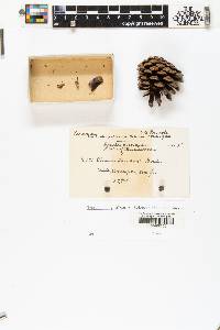 Pinus lawsonii image