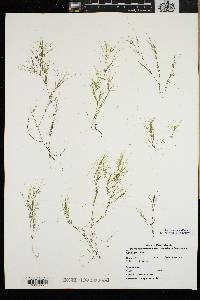 Najas gracillima image