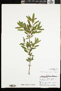 Hypericum densiflorum image