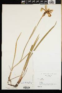 Iris prismatica image