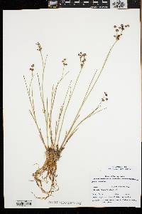 Juncus articulatus image