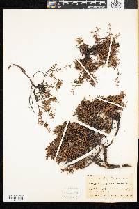 Chamaecistus procumbens image