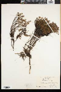 Loiseleuria procumbens image