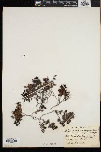 Chamaecistus procumbens image