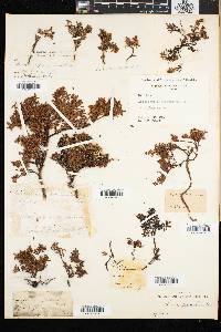 Loiseleuria procumbens image
