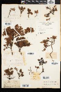 Loiseleuria procumbens image