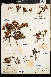 Loiseleuria procumbens image