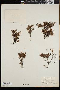 Chamaecistus procumbens image