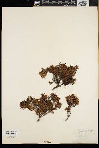 Loiseleuria procumbens image