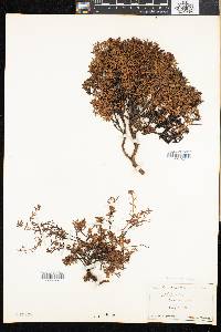 Loiseleuria procumbens image