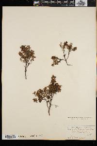 Loiseleuria procumbens image