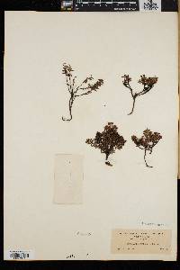 Chamaecistus procumbens image