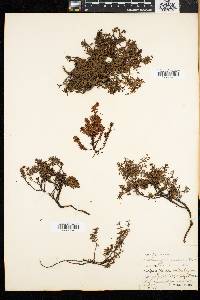Loiseleuria procumbens image