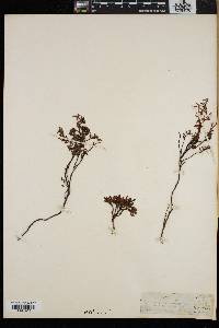Loiseleuria procumbens image