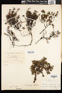 Loiseleuria procumbens image