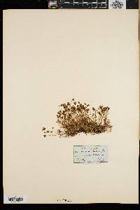 Arenaria groenlandica image
