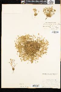 Arenaria groenlandica image