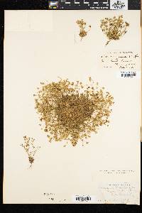 Arenaria groenlandica image