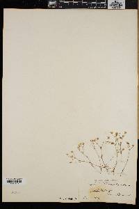 Arenaria groenlandica image