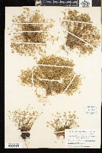 Arenaria groenlandica image