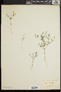 Polygala verticillata image