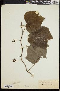 Menispermum canadense image