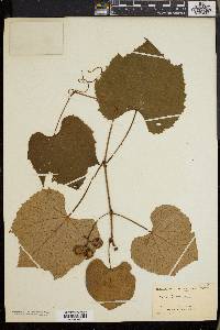 Vitis labrusca image