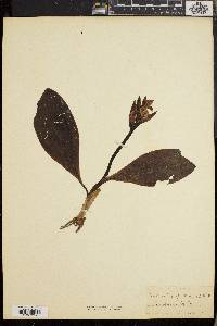 Galeorchis spectabilis image