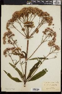 Eutrochium purpureum image