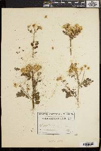 Chrysanthemum parthenium image