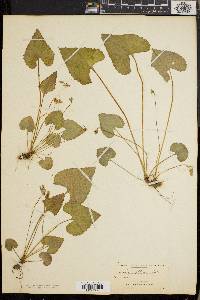 Viola affinis image