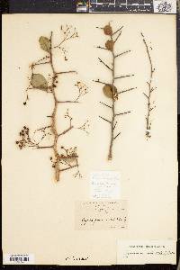 Gymnosporia senegalensis image