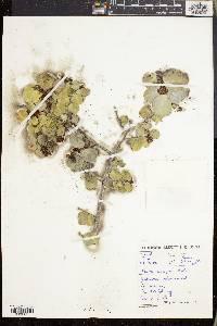 Cassine aethiopica image