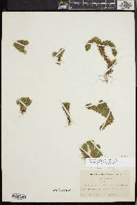Huperzia porophila image