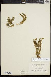 Huperzia porophila image