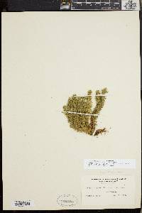 Huperzia porophila image