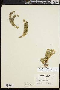 Huperzia porophila image