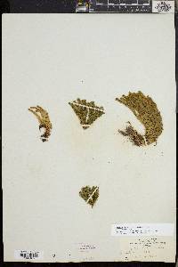 Huperzia selago image
