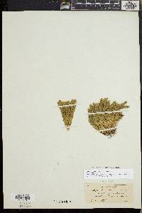 Huperzia selago image