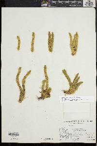 Huperzia selago image