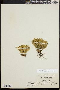 Huperzia selago image