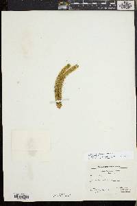 Huperzia selago image