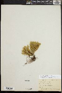 Huperzia selago image
